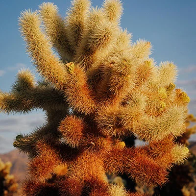 稳连云Clash订阅终极指南：解锁网络自由与隐私保护