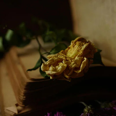 4月22日|19.4M/S，SSR节点/Shadowrocket节点/V2ray节点/Clash节点|免费订阅机场BifrostV免费梯子